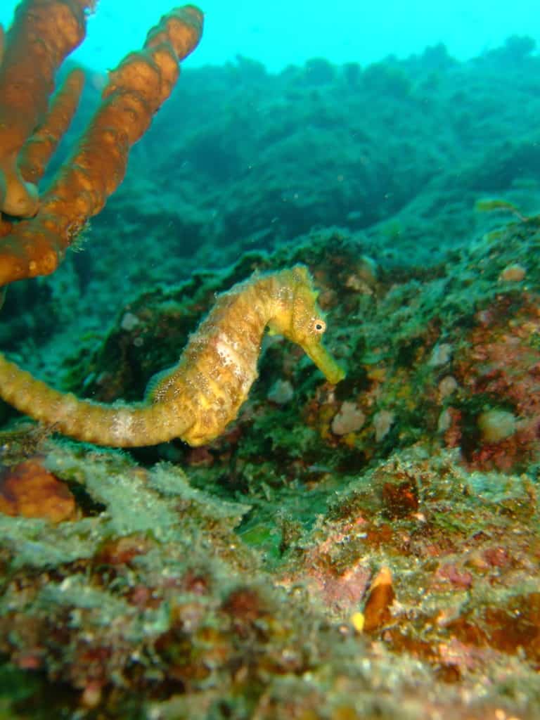 Coiba Reef - Seahorse