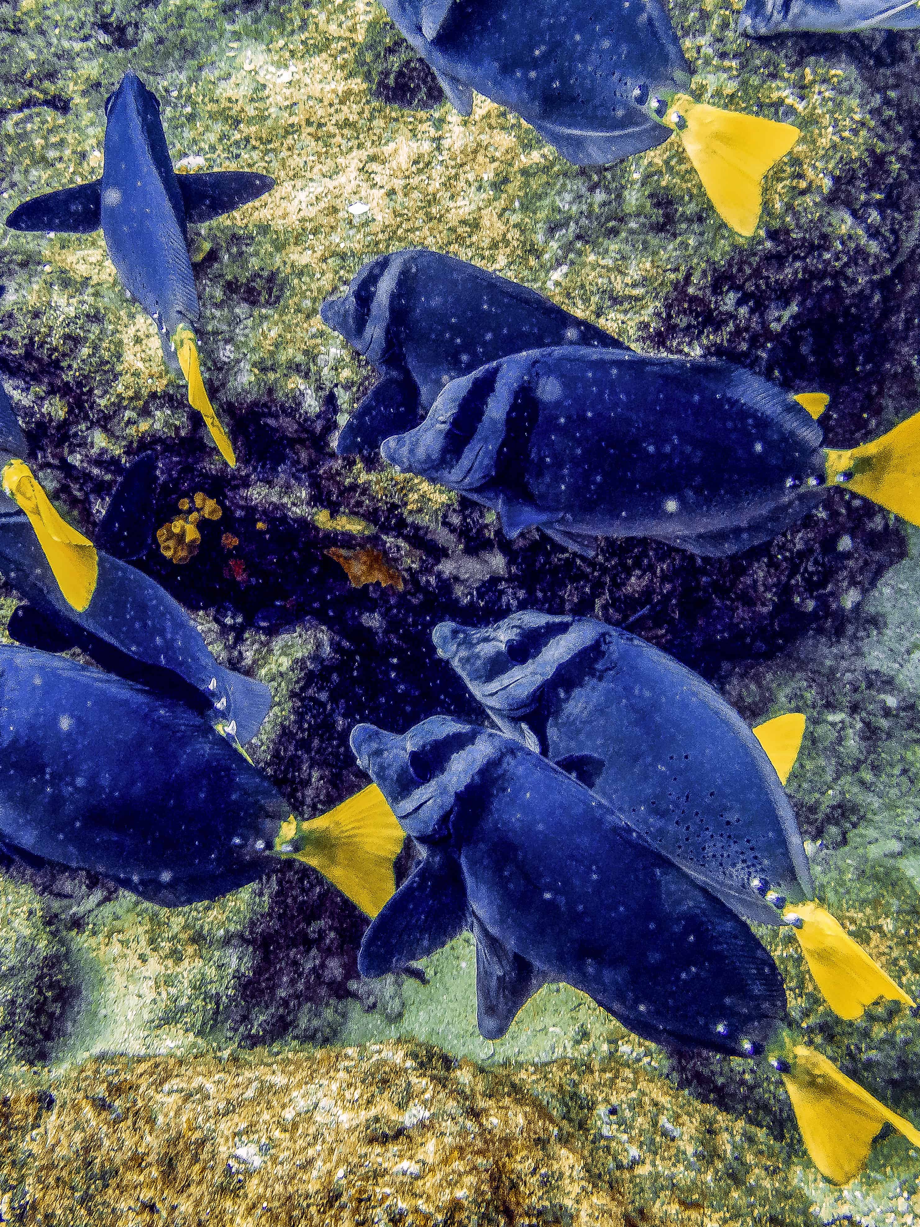 Coiba Amazing Marine Life