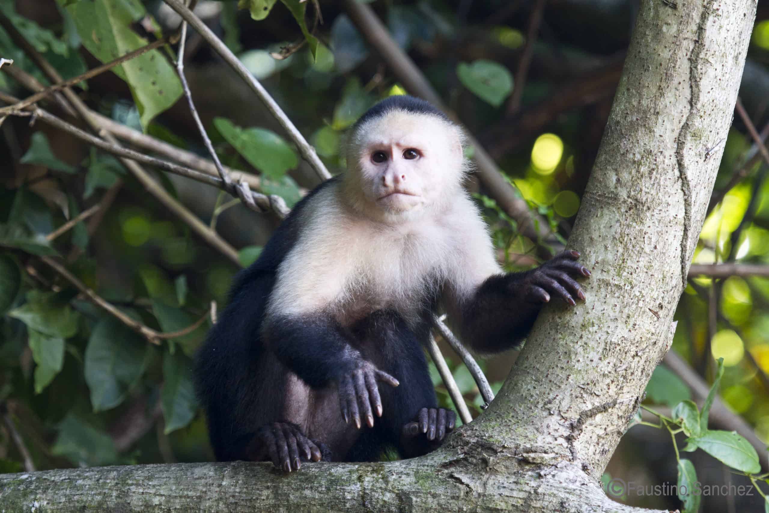 Coiba's capuchin monkeys