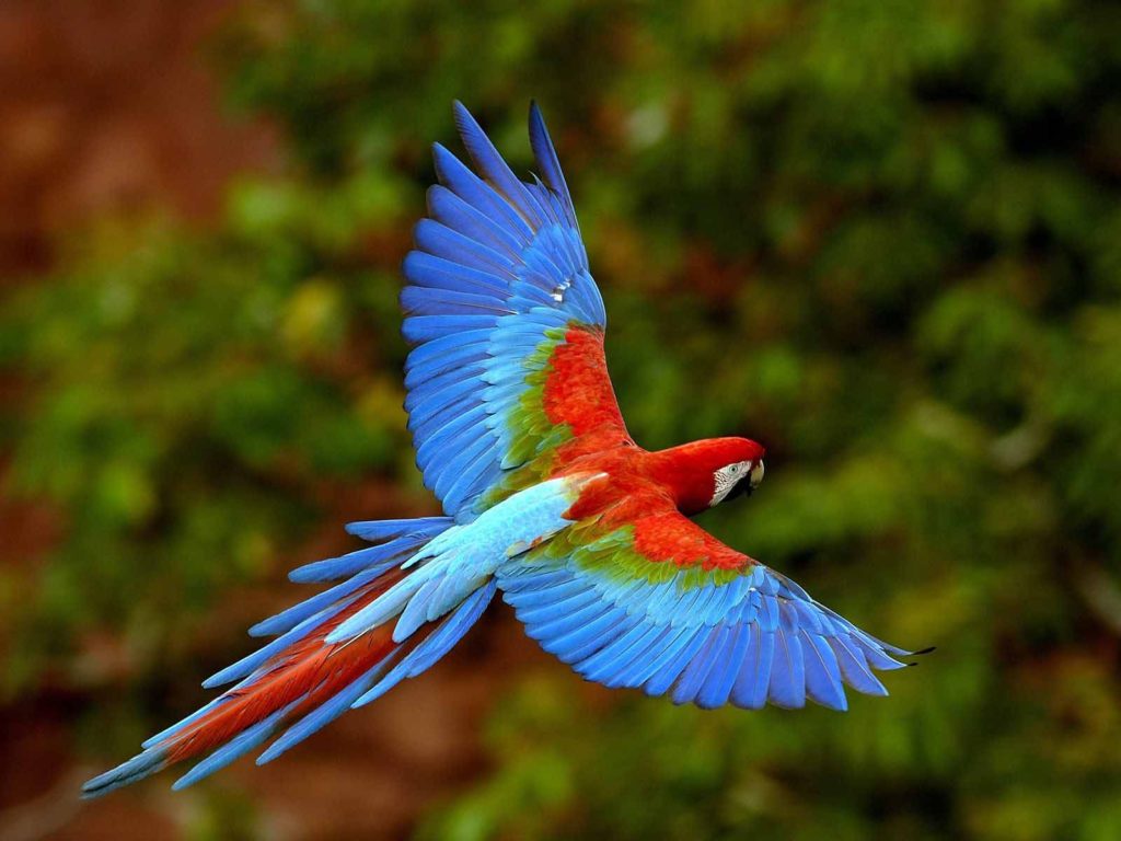 Scarlet Macaw Coiba